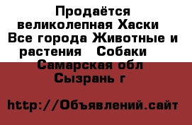 Продаётся великолепная Хаски - Все города Животные и растения » Собаки   . Самарская обл.,Сызрань г.